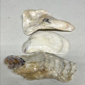 Natural Oyster Shells Trio